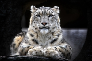 Snow leopard1137316655 300x200 - Snow leopard - Swan, Snow, Leopard